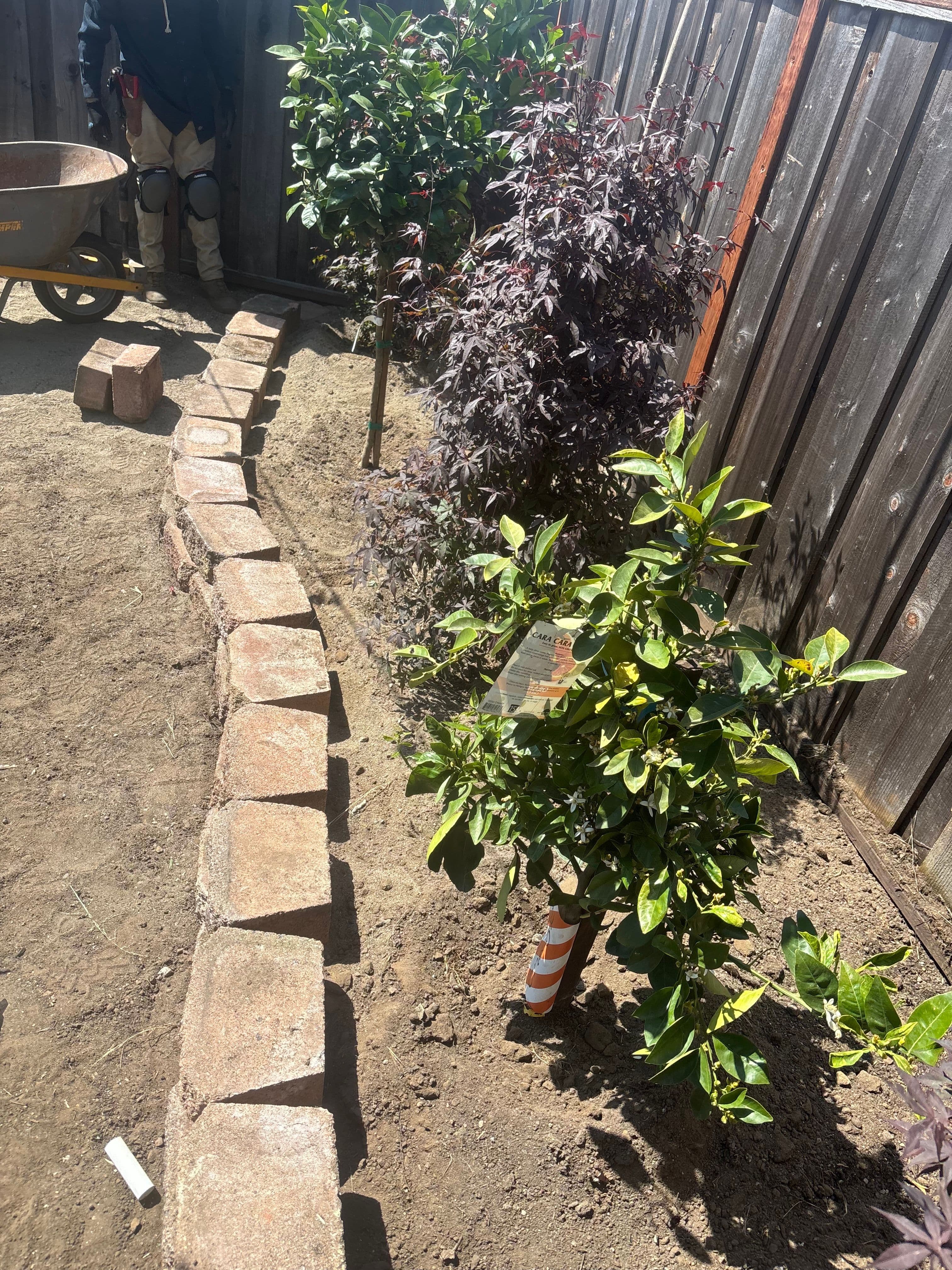 Garden landscape featuring young trees and a decorative brick path under bright sunlight.