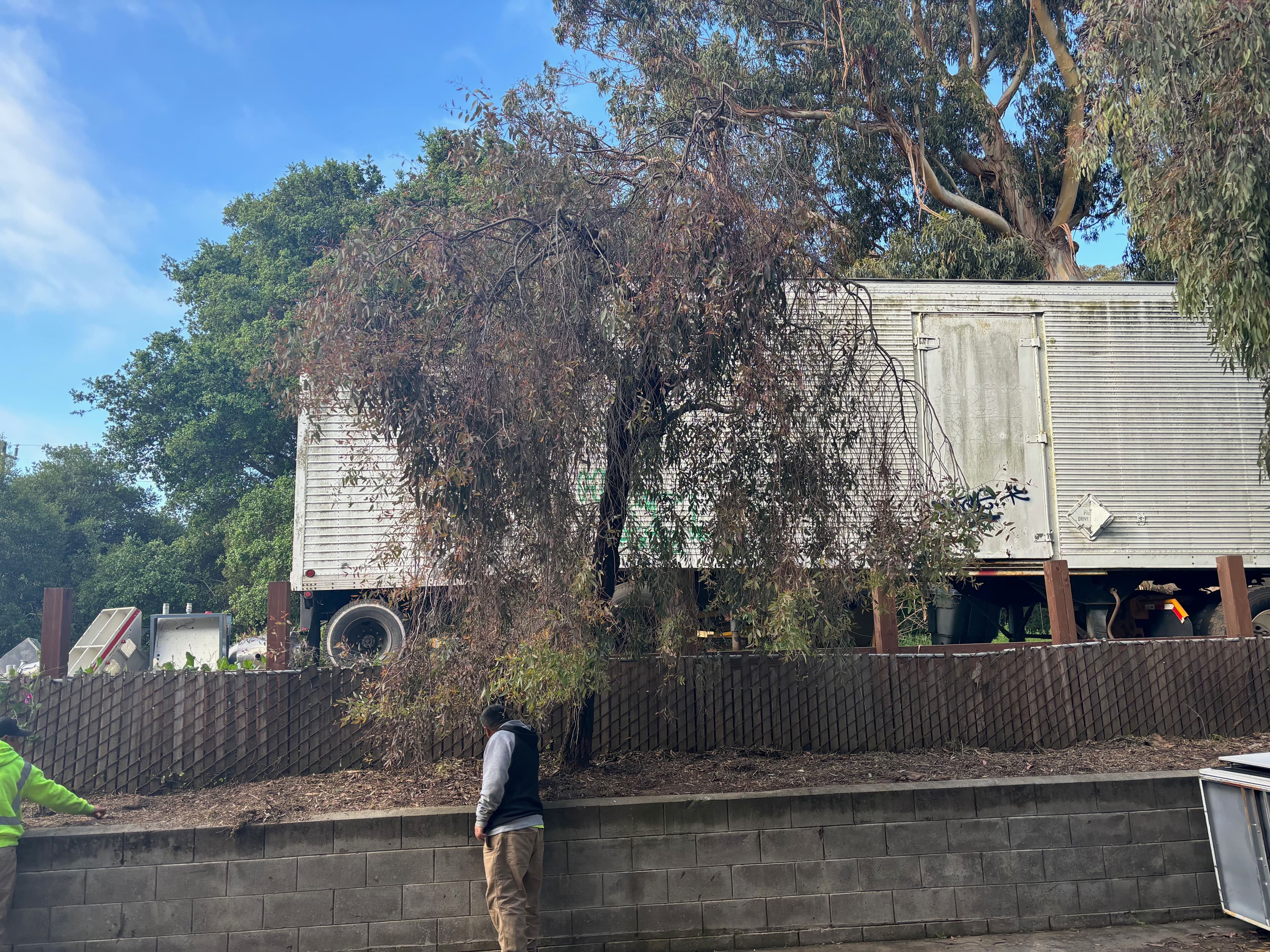 Dried tree near a truck, with a worker in a green vest at the forefront of a landscaped area.