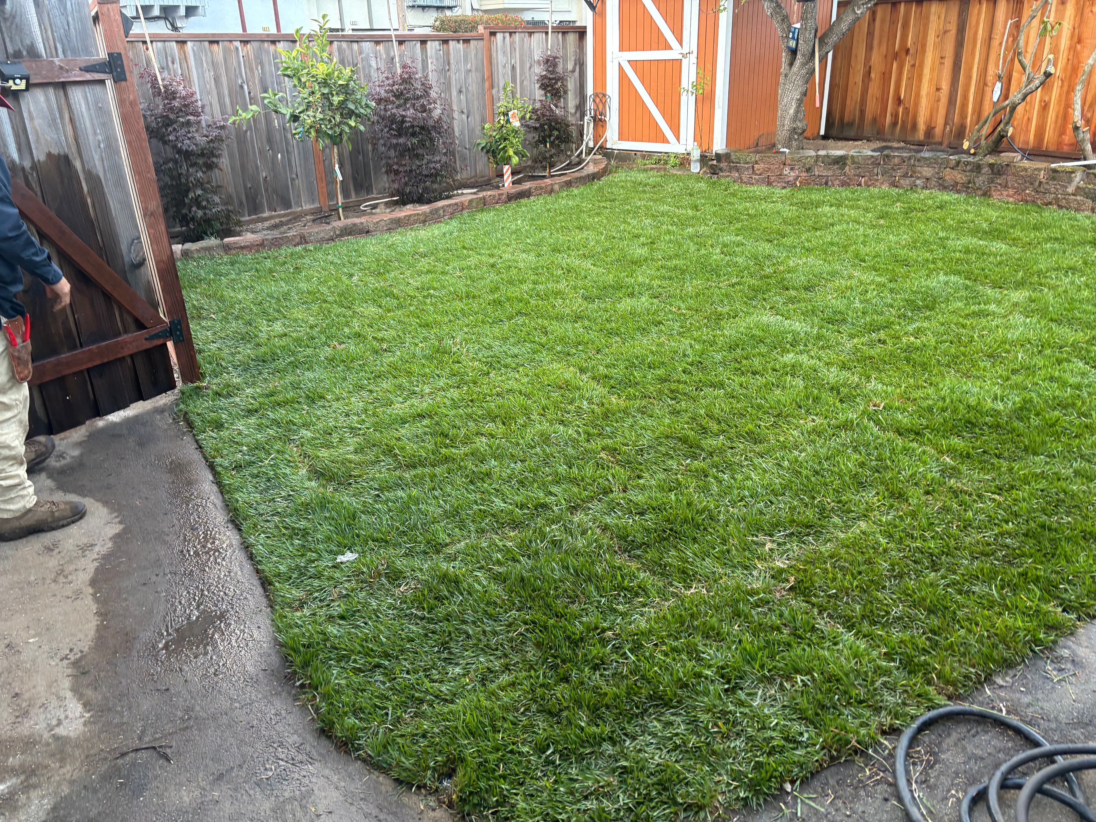 Lush green backyard lawn with wooden fence and shed, newly installed sod.