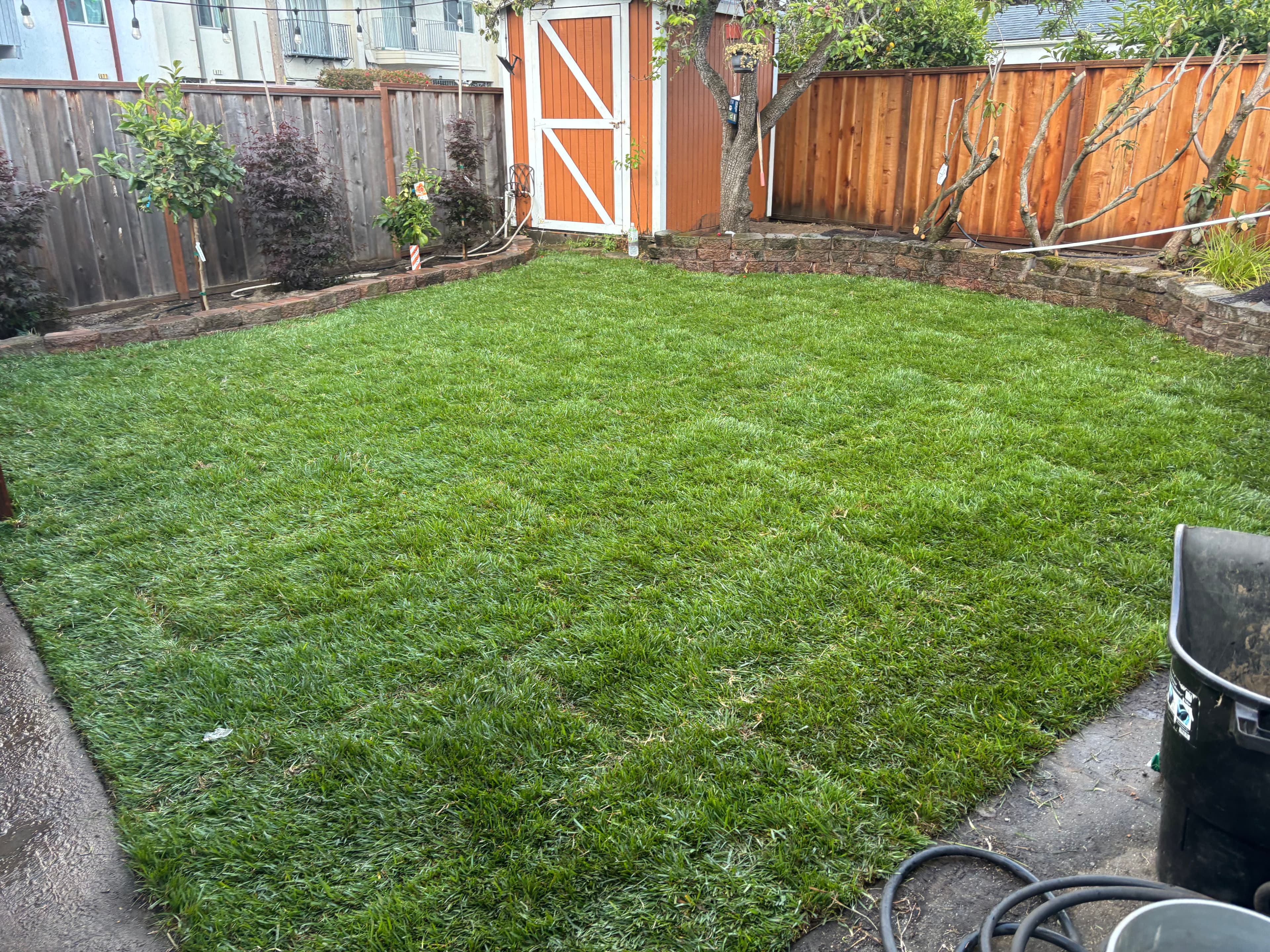 Lush green lawn in a backyard with wooden fence and orange shed.